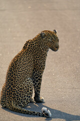 Leopard Kruger Nationalpark