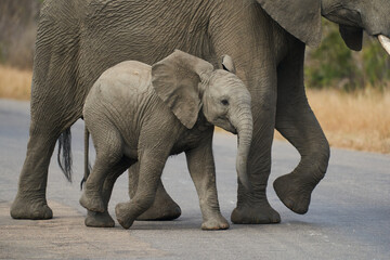 Obraz premium Elefanten Kruger Nationalpark