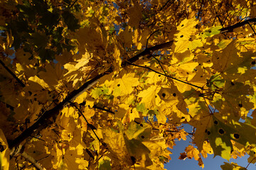 Maple tree foliage in autumn