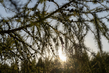 Spruce branches with green needles in sunny weather