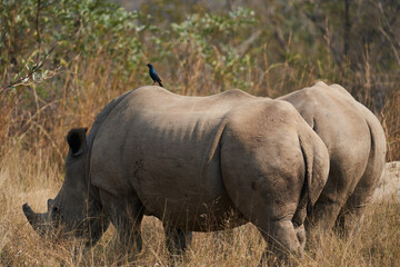 Obraz premium Nashörner Kruger Nationalpark
