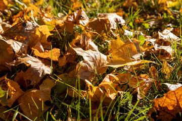 Maple tree foliage in autumn
