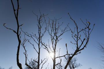 mountain ash tree branches in the spring season