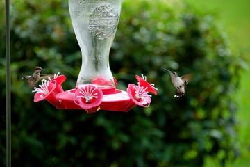 Hummingbird in the wild feeding on nectar feeder. © itsallgood
