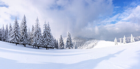 Fototapeta premium Landscape on winter day. Forest. Lawn covered with snow. A panoramic view of high mountain. Evergreen trees in the snowdrifts. Christmas wonderland. Snowy wallpaper background.