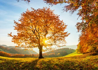 Fotobehang There is a lonely lush tree on the lawn covered with orange leaves through which the sun rays lights through the branches with the background of blue sky. Beautiful autumn scenery. © Vitalii_Mamchuk