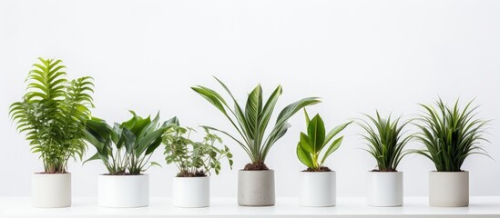 Fake indoor plants on a plain background