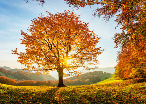 There is a lonely lush tree on the lawn covered with orange leaves through which the sun rays lights through the branches with the background of blue sky. Beautiful autumn scenery.