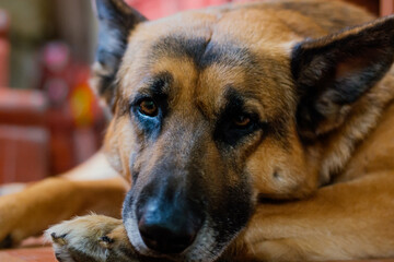 German shepherd dog lying on the floor. Selective focus on eyes. photo taken with natural light iso 800, September 7, 2023