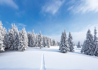 Nature winter landscape. Lawn covered with snow. High mountains with snow white peak. Snowy background. Location place the Carpathian, Ukraine, Europe.