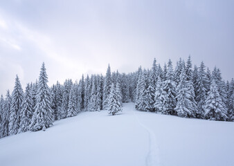Winter landscape. Lawn and forest. High mountain. Trees covered with white snow. Snowy background. Nature scenery.