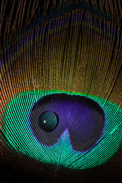 Fototapeta Macro - Peacock feather 