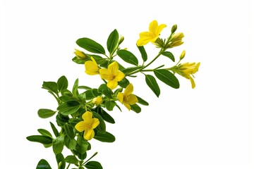Twig of blossoming, yellow jasmine, isolated on white background.