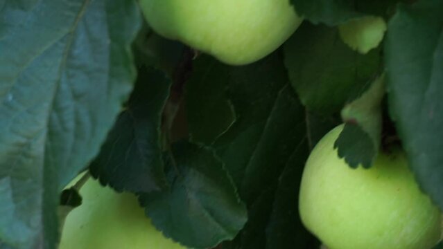 Big green apples close up. Soft focus. Camera travel from top to bottom