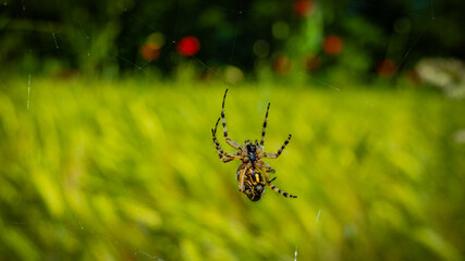 Wiese Moonblumen Spinne Spinnennetz Netz Moon Blume klettern Sommer Porträt Marco