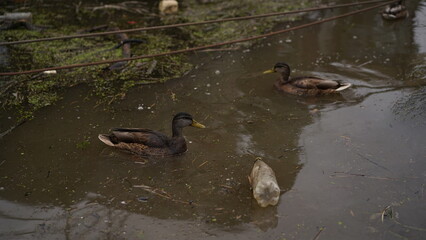 Ducks swim in dirty city river,reservoir,lake,plastic bottles in water.The concept of human pollution,industry of reservoirs, environmental disaster, the death of birds and animals. Brown water.