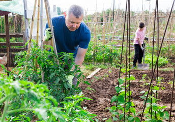 Young adult man tending and cultivating garden at homestead, inspecting tomato plants
