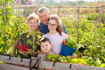 Naklejka na ściany i meble Portrait of positive family of four in backyard garden with gathered greens and vegetables