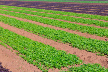 Farm field with growing greens of arugula and mizuna
