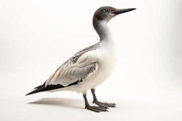 Fototapeta na wymiar Close-up studio portrait of a bird Common Loon Gavia immer. Blank for design