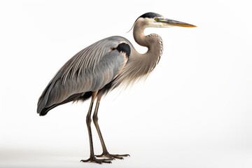 Great Blue Heron Ardea herodias, blank for design. Bird close-up. Background with place for text