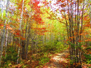 Obraz premium Magnifiques couleurs d'automne.