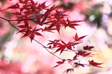 鮮やかな秋の紅葉
