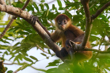 Young howler monkey watching from the tree canopy early in the morning.