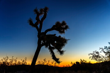 Silhouette of Joshua tree at dusk, sunset, blue hour, desert