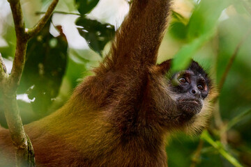 Fototapeta premium Howler monkey swinging in the jungle canopy for food in Costa Rica..