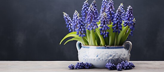 A picture of a spring pot with grape hyacinths, known as perlehyacinther in Danish.