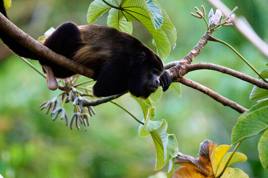 Adult howler monkey staring at food in the Costa Rican jungle canopy.