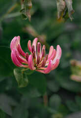 Fototapeta premium Flora