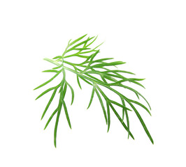 Sprig of fresh dill isolated on white
