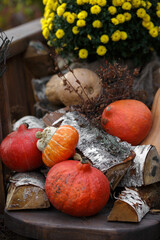 Autumn composition, pumpkins and logs, on the background of flowers. Outdoors