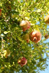 Pomegranate tree with unripe fruits growing on sunny day