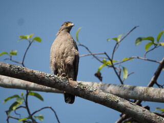Crested Serpent-Eagle in natural habitat