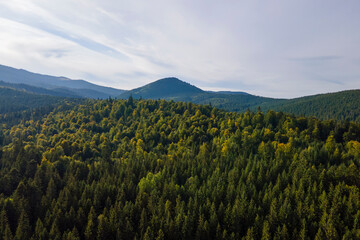 Aerial view of green pine forest with dark spruce trees covering mountain hills. Nothern woodland scenery from above