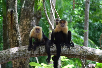 mono capuchino , mono cara blanca