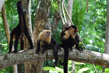 mono capuchino