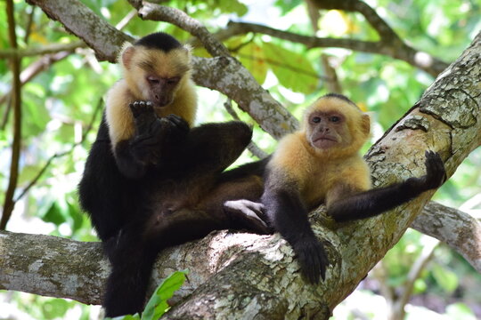 Foto de Macaco Cebo África Do Sul e mais fotos de stock de Macaco-prego -  Macaco-prego, Macaco, Macaco Cebo - iStock