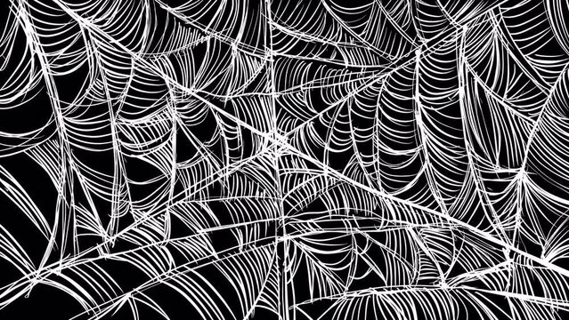 Animation of a spider filling with white webs on a black screen. Video transition with sketch gothic effect. Stock animation of a spider web for Halloween in 4K with alpha channel.