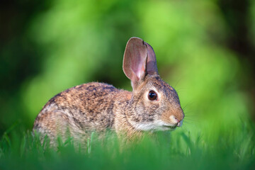 Grey small hare eating grass on summer field. Wild rabbit in nature