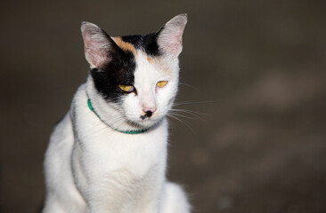 Portrait of a white and black cat sitting on the ground.