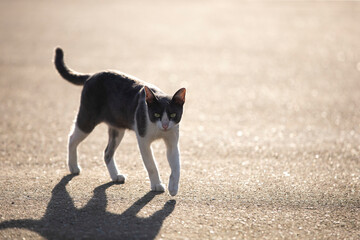 Cat walking on the road in the morning with sun light and shadow