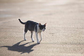 Cat walking on the road in the morning with sun light and shadow