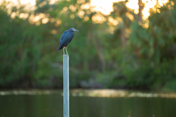 Little blue heron bird perching near lake water in Florida wetland