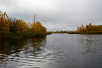 In autumn, a lake in a suburban forest-park area. Coastal shrubs and trees in colorful golden foliage. The banks are overgrown with yellowing reeds and cattails. Fallen leaves on the water