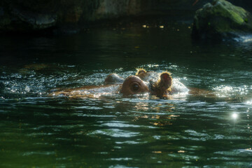 hippo