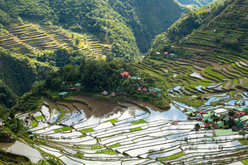 Rice and water, world heritage Ifugao rice terraces in Batad, Philippines.